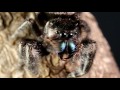 JUMPING SPIDERS