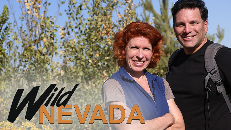 WILD NEVADA