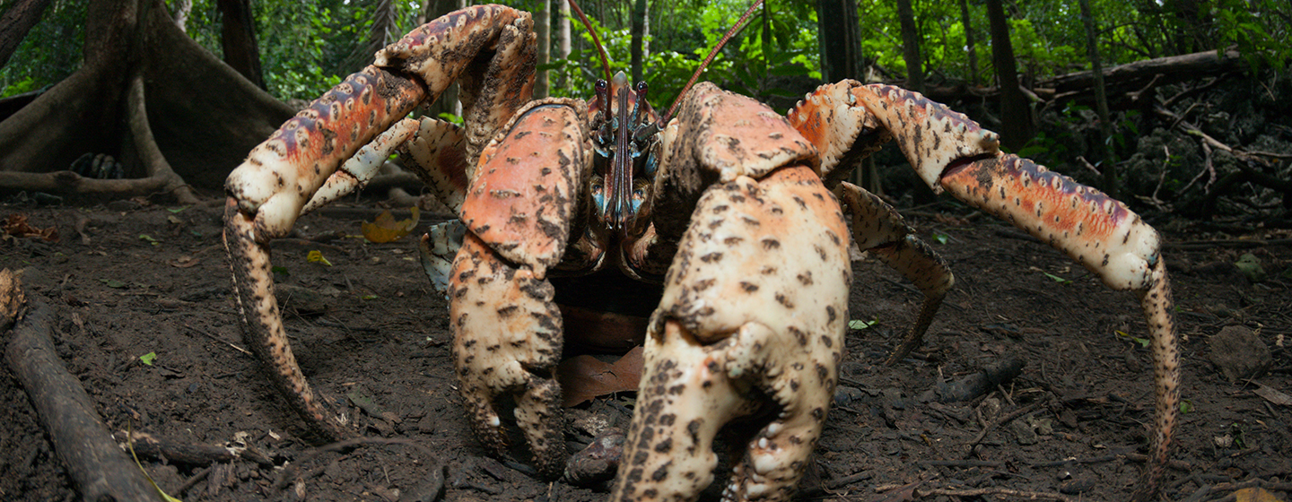 Nature's Biggest Beasts