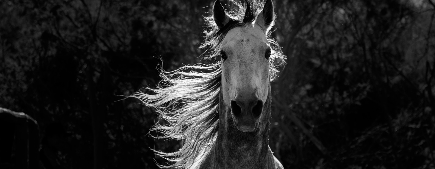 Equus: The Story of the Horse
