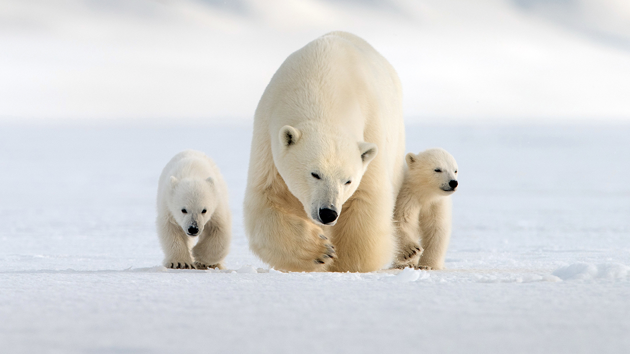 Nature: Snow Bears