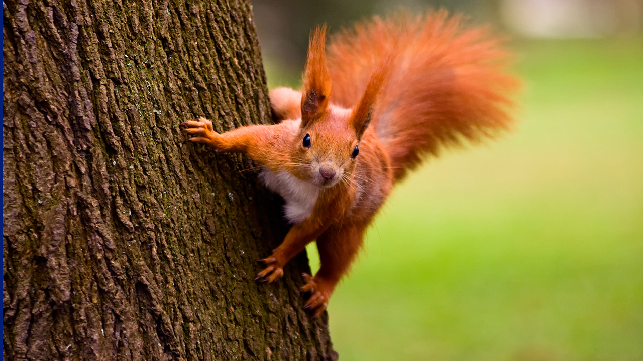Nature: A Squirrel’s Guide to Success