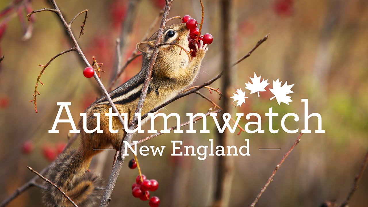 Autumnwatch – New England