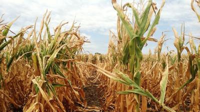 AS FARMERS FACE STRESS, NEW HOTLINE HELPS