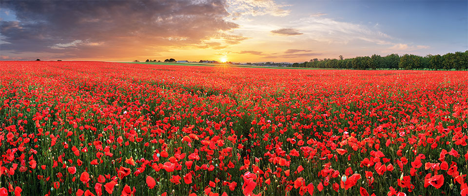 poppies2.jpg