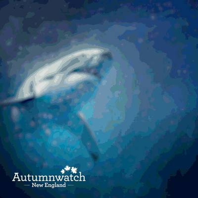 Great White Shark GIF