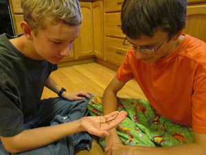 Garret Jolma shows his brother, Braden, a Walking Stick, an insect that is part of his 4-H collection Garret Jolma shows his brother, Braden, a Walking Stick, an insect that is part of his 4-H collection