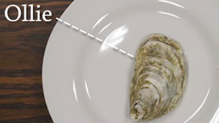 Ollie the Oyster
