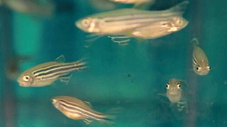 Zebrafish