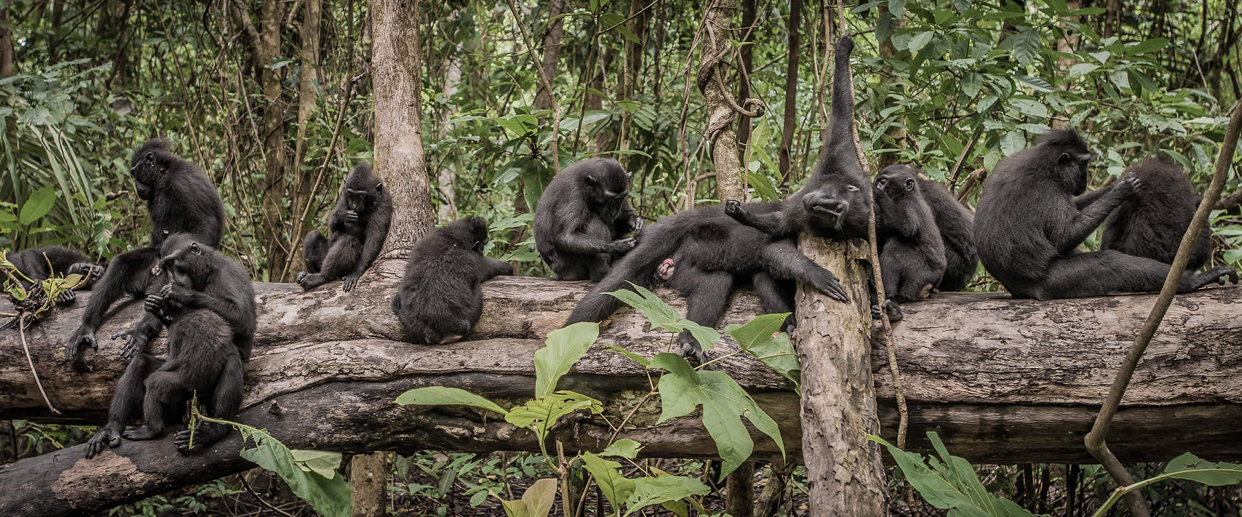 group of monkeys sitting on a large tree branch grooming themselves