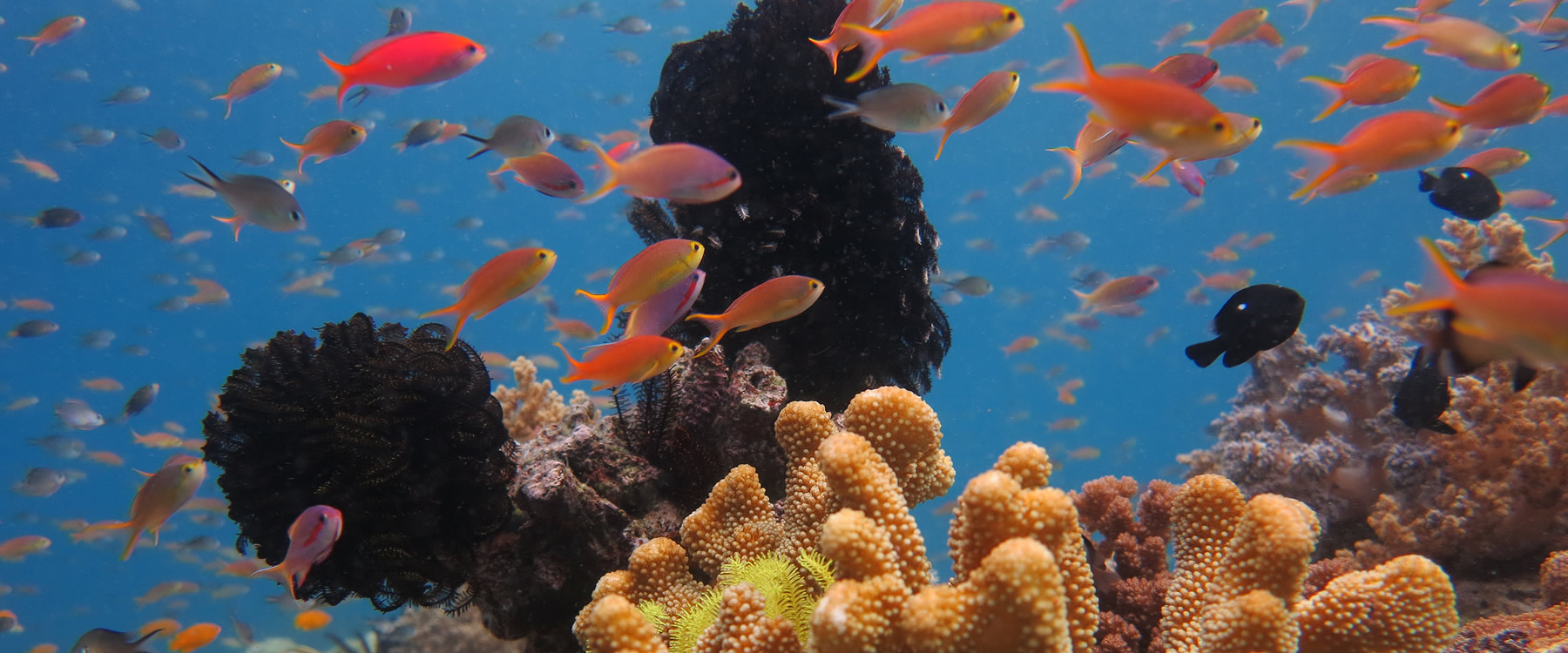 Coral reef