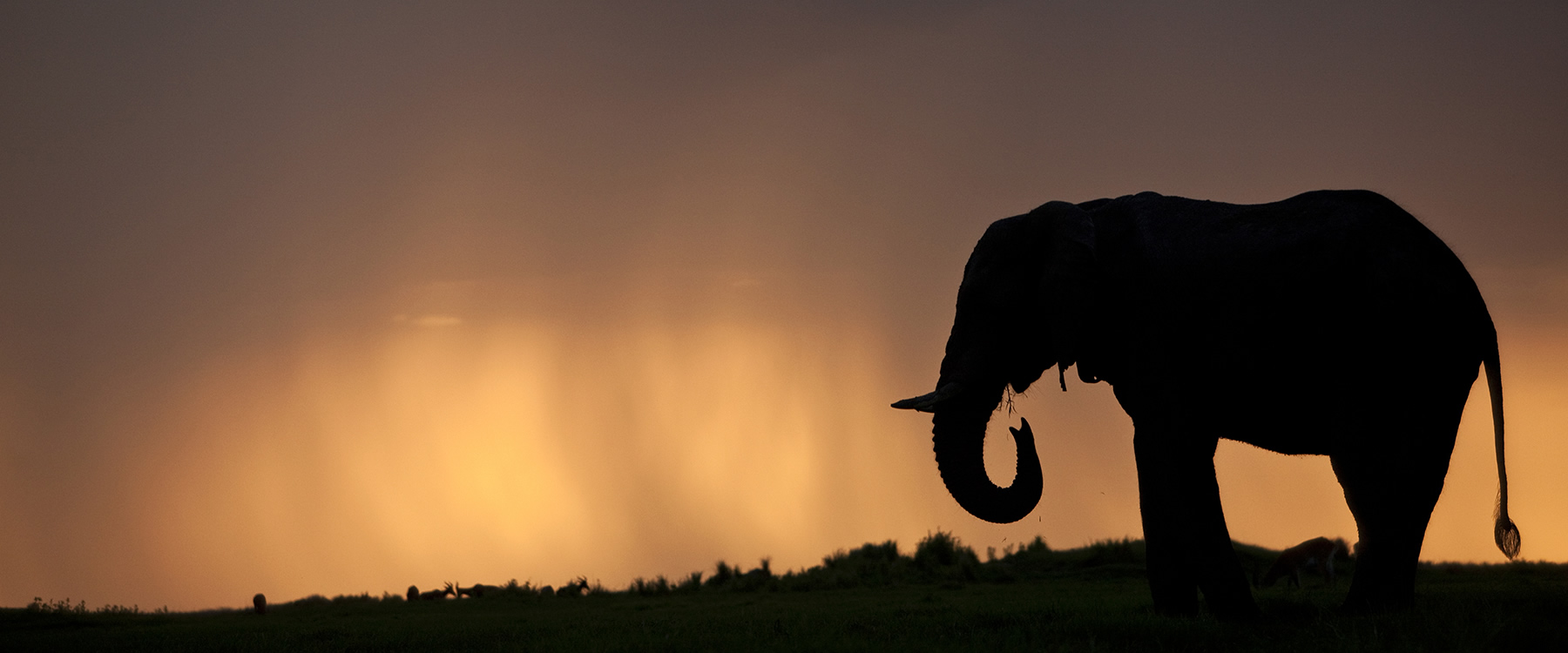 Silhouette of elephant against a sunset sky