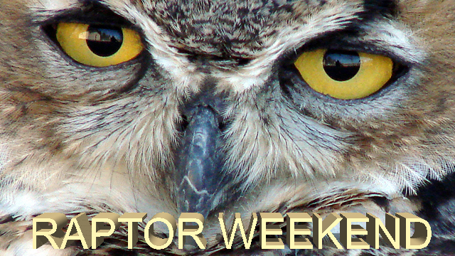 Get Ready! The Raptors are Coming!