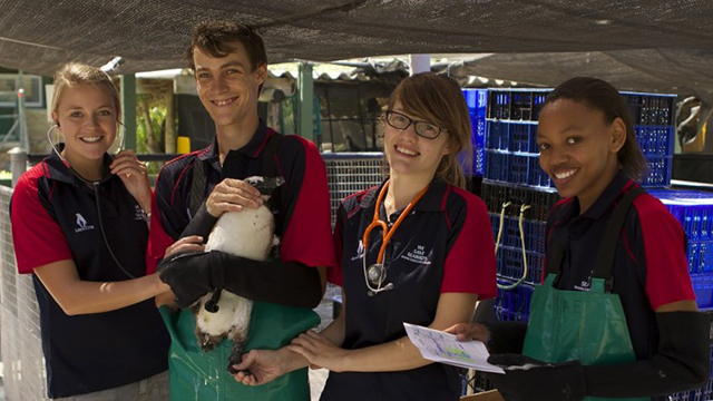 Penguin Hospital