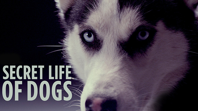 Secret Life of Dogs