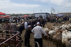 men looking at sheep in a pen