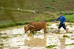 man plowing a field with an ox