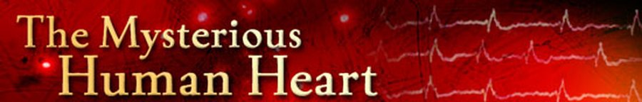 Heart.jpg