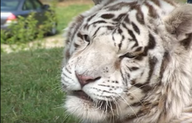 A white Siberian tiger at Georgia's Chestatee Wildlife Preserve. Chestatee2.jpg