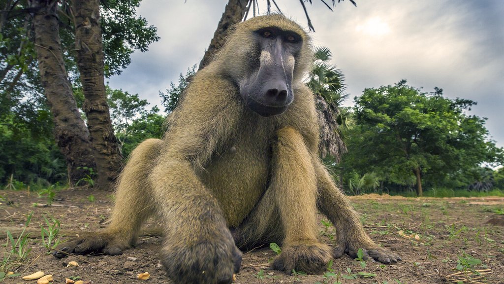 Education Gorongosa Park PBS