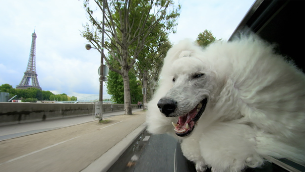 Nature: Pets – Wild at Heart