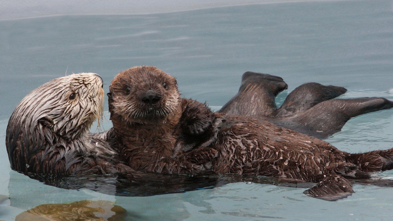 Southern Sea Otters | Galleries | Big Blue