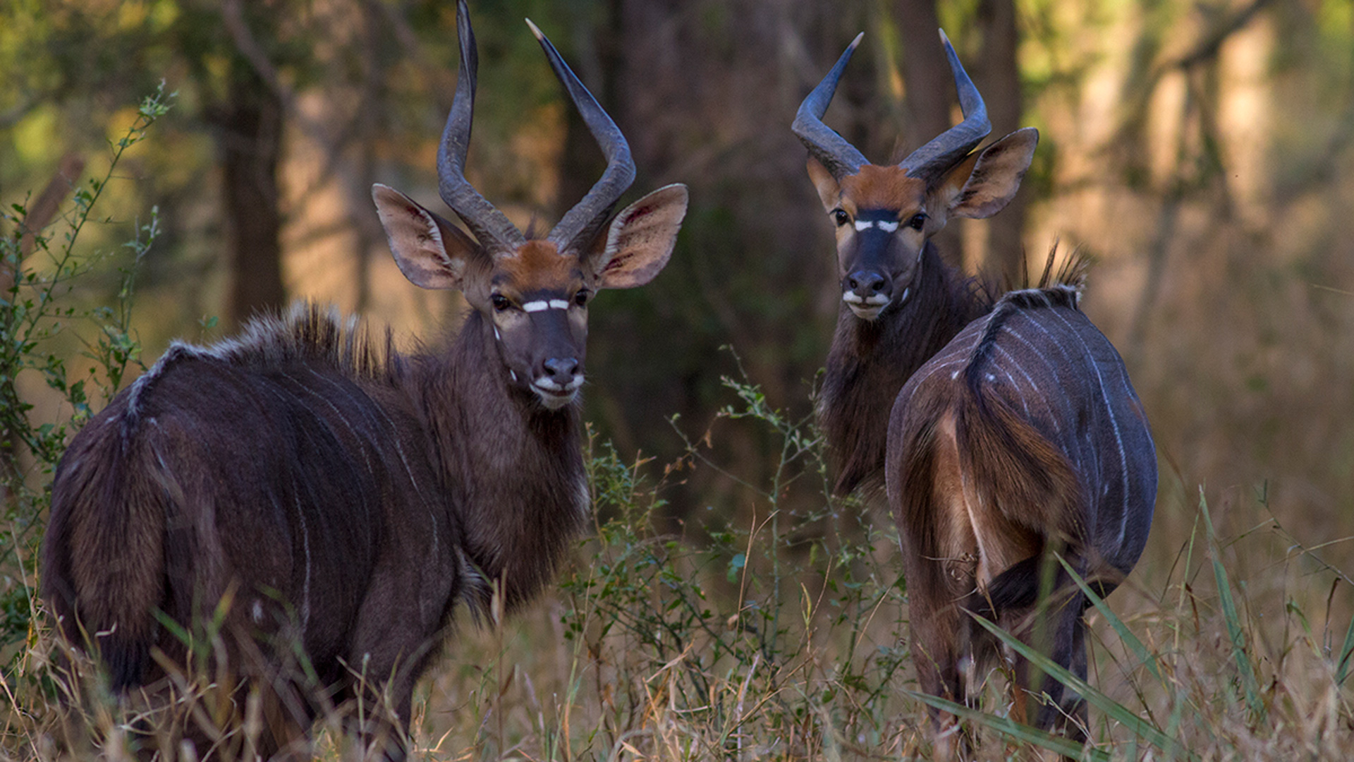 About Gorongosa National Park Gorongosa Park Rebirth of Paradise PBS