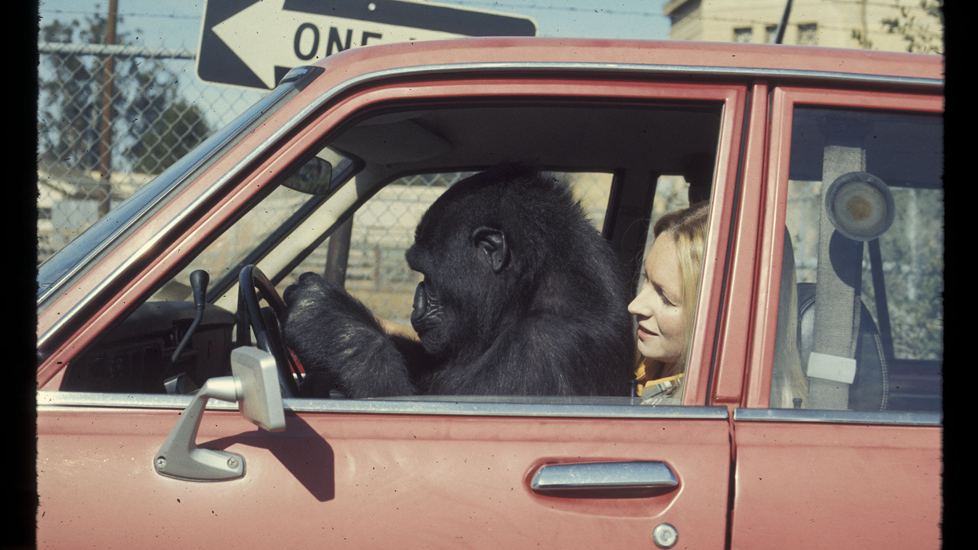 Koko The Gorilla Who Talks PBS Programs PBS