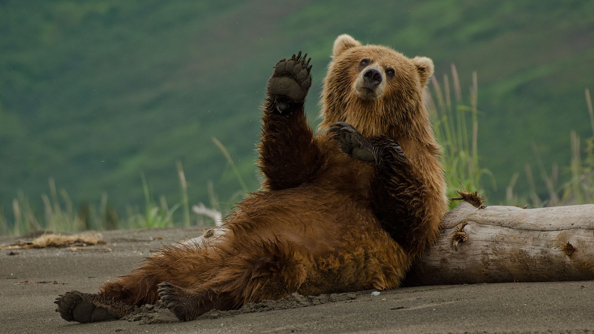 stream grizzly bear shields