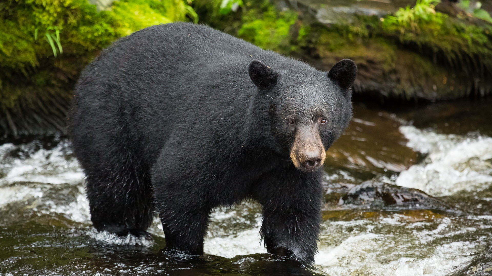 Black Bear Wildlife Wild Alaska Live